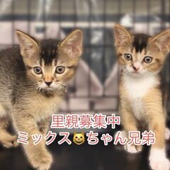 ミックス子猫ちゃん　２ケ月　シルバーの子はキンカロー　●アゴはネ...
