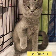 ブリティッシュショートヘア軽度のハンディ　里親募集中●●アゴはネ...