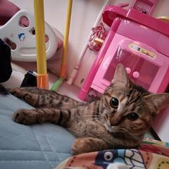 人懐っこい猫ちゃんです🐱