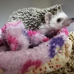 ハリネズミ