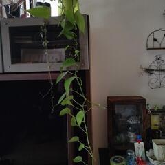 🌿観葉植物　ポトスの画像