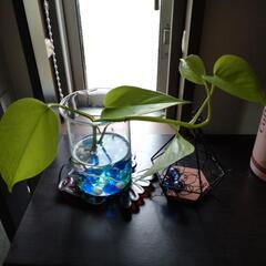 🌿観葉植物　ポトスの画像