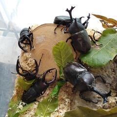 緊急！カブトムシ、ノコギリクワガタ　各10ペア以上