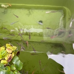 夏休みに黒メダカ飼育しませんか😊❓