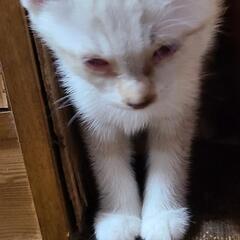 里親様が決まりました。ありがとうございました。