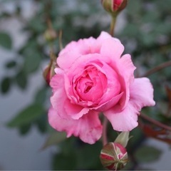 薔薇の大苗◆レディエアルーム◆バラがお好きな方へ