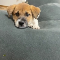 やんちゃな男の子