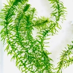 水草4種セット☘たっぷり大量❗️農薬不使用の画像