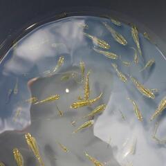 メダカ グリーンティアラ 綺麗です。の画像