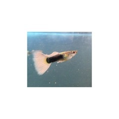 グッピー稚魚