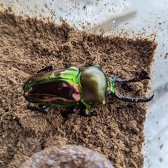 ニジイロクワガタ