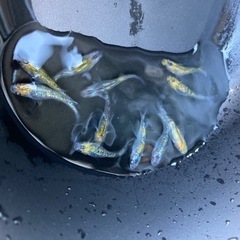 夜桜メダカ　幼魚　無選別　20匹の画像