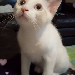 生後3ヶ月位　甘え上手で猫も大丈夫です！ブルーアイのシャム系さん...