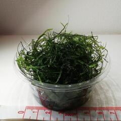 ウィローモスの画像