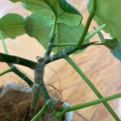 観葉植物　フィカスウンベラータ　5号の画像