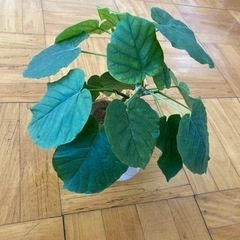 観葉植物　フィカスウンベラータ　5号の画像
