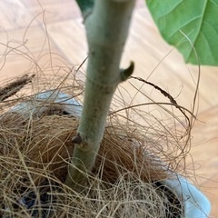 観葉植物　フィカスウンベラータ　5号の画像