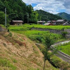畑の草刈り。の画像