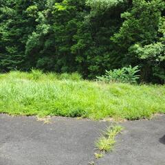畑の草刈り。の画像