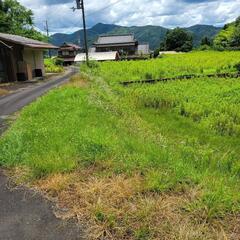 畑の草刈り。の画像