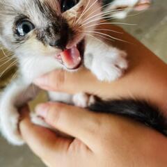 野良猫の子