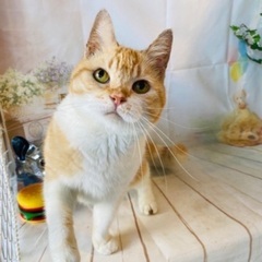 🐱里親募集🐱マンチカン♀ 推定5歳
