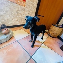とっても賢くお利口さんな子犬「じゅん」くん🥰