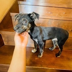 とっても賢くお利口さんな子犬「じゅん」くん🥰 - 宮若市