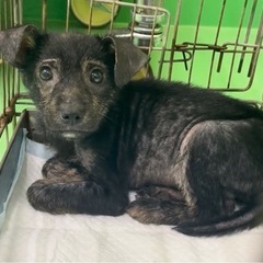とっても賢くお利口さんな子犬「じゅん」くん🥰 − 福岡県