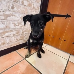 とっても賢くお利口さんな子犬「じゅん」くん🥰 - 犬