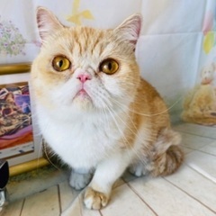 🐱里親募集🐱　エキゾチックショートヘア　♀
