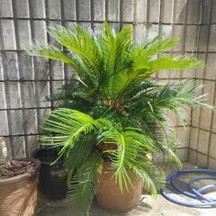 ソテツ　蘇鉄　観葉植物植物　南国