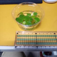 アマゾンフロッグピット　浮き草
