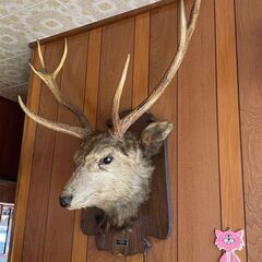 ハンティングトロフィの中古が安い！激安で譲ります・無料で