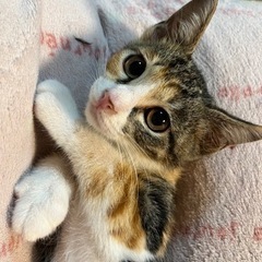 素敵なご家族に迎えていただきました♡のりたまちゃん