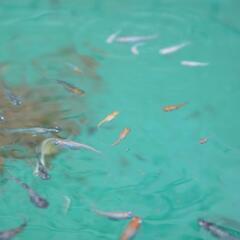 ミックスめだか（幼魚＋成魚）