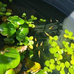 ￥100🐟ミックスメダカ🐟ラメめだか、ミユキめだか等