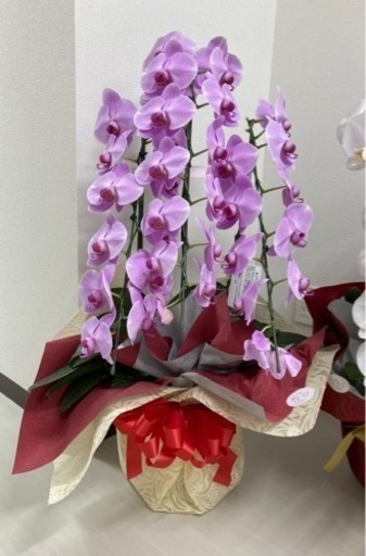 胡蝶蘭②