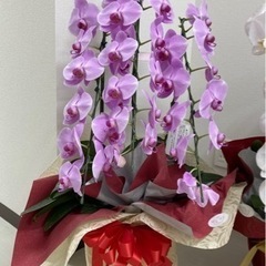 胡蝶蘭②