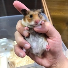 ハム♀生後1ヶ月💛