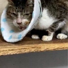 保護猫活動の支援