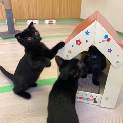 耳折れ黒子猫ちゃん2匹