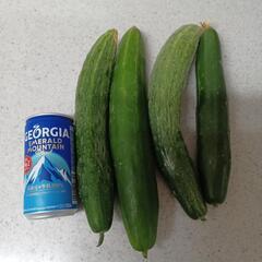 きゅうり  です。早い者勝ち♪