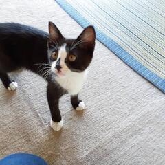 野良猫の子猫里親募集