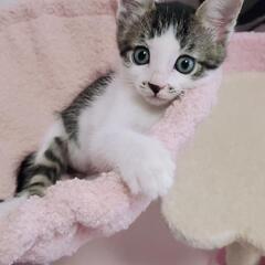 ★2ヵ月タレ目が可愛い💕キジ白男の子🐈