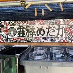 初出し‼️ めだか無人販売メダカ✨