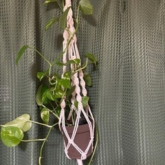 ポトス　観葉植物の画像