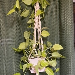 ポトス　観葉植物