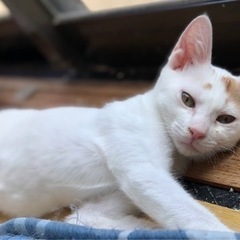 人馴ればっちりイケメンくんです♡