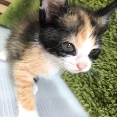 里親様決まりました♪ - 猫